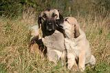 KANGAL 098